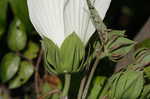 Swamp rosemallow